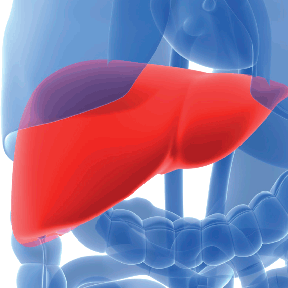 vl-scales/liver.png