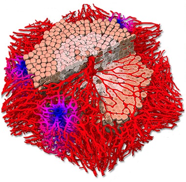 vl-scales/liverLobule.jpg