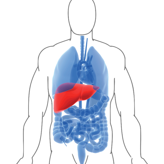 vl-scales/organism.png